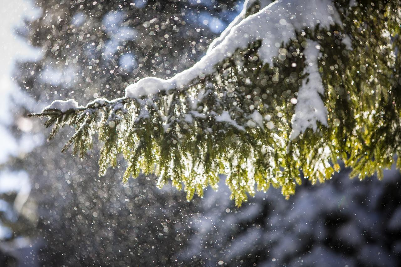 Bran Monte Crai Chalet Bagian luar foto
